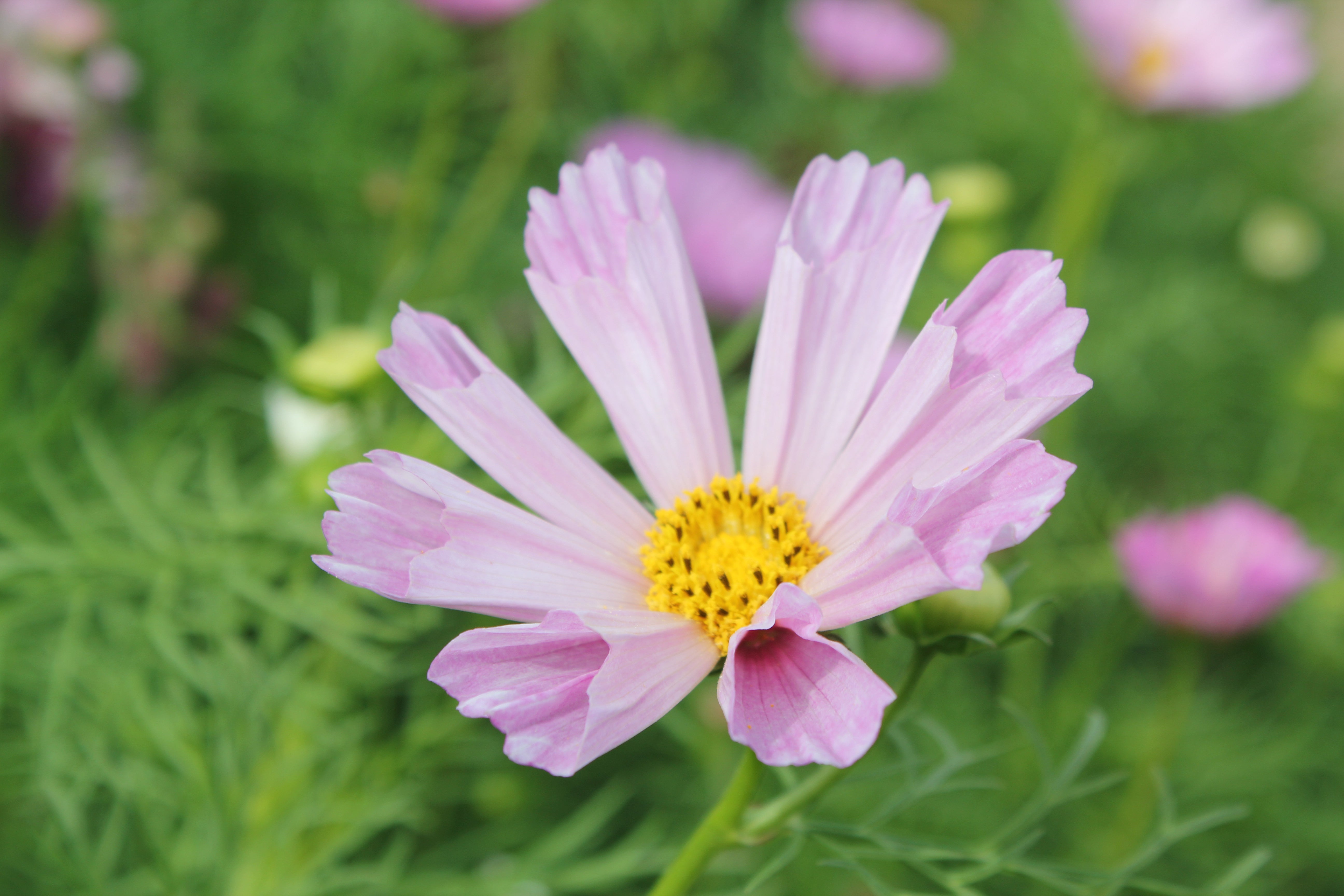 Cosmos - Seashells Mixture – Crawford Road