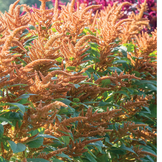 Amaranthus - Hot Biscuits