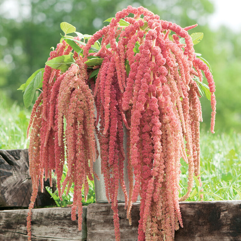 Amaranthus - Coral Fountain