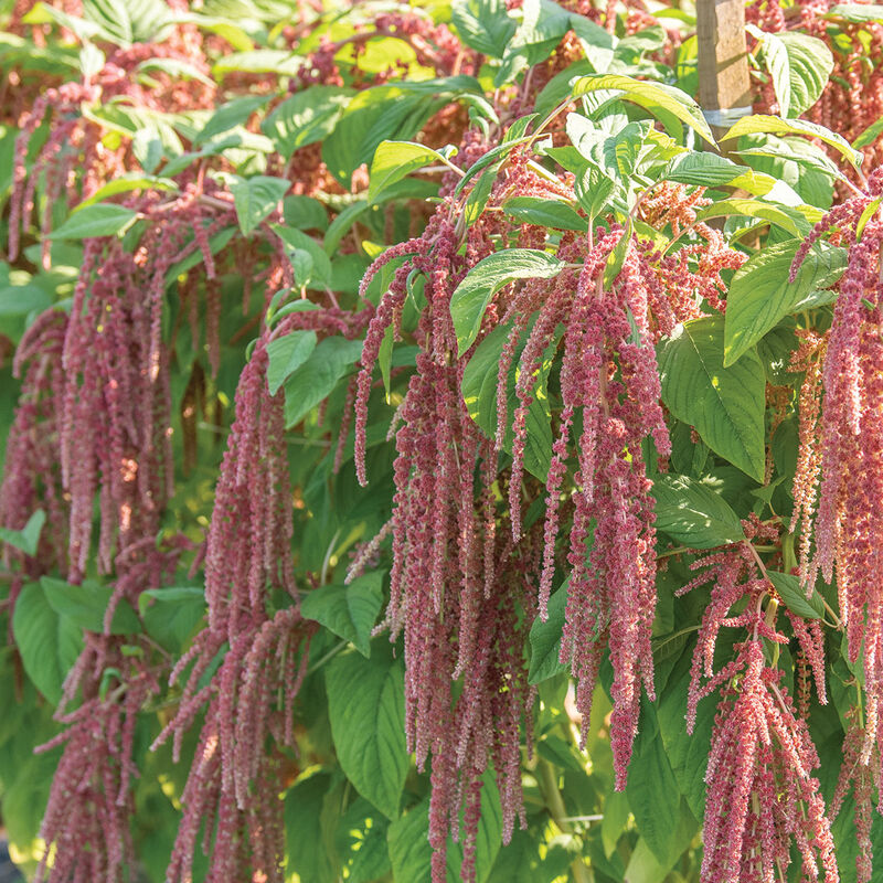 Amaranthus - Coral Fountain