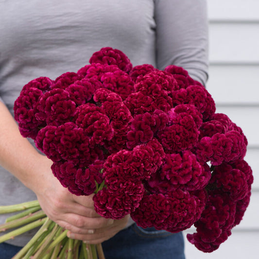 Celosia - Cramers Burgundy