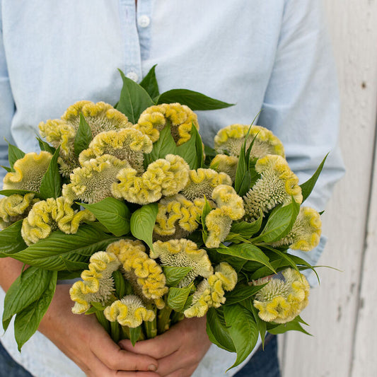 Celosia - Cramers Lemon Lime