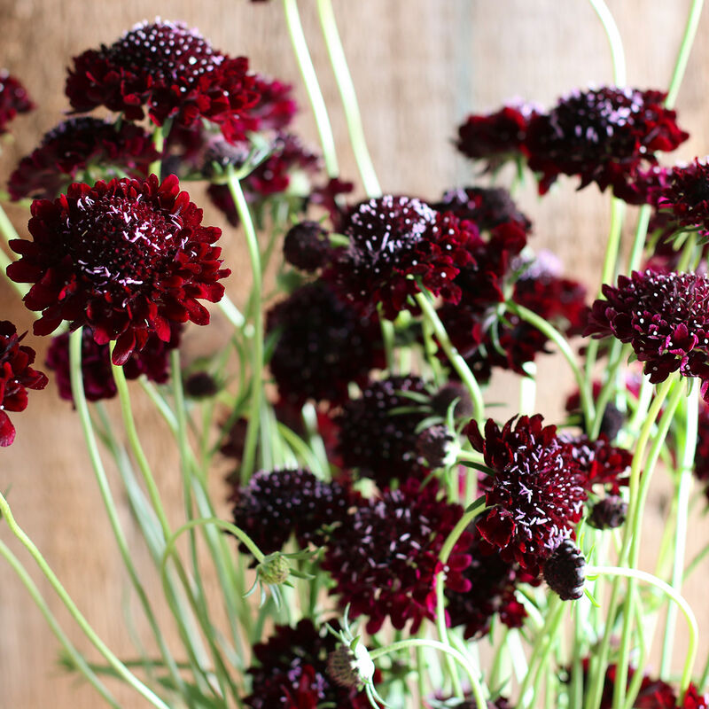 Black Knight Scabiosa flowers in rich maroon-purple, showcasing velvety blooms and long stems for cut arrangements.
