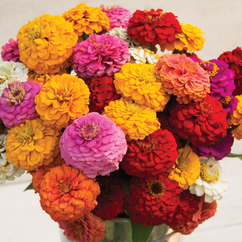 Zinnia - Oklahoma Formula Mix