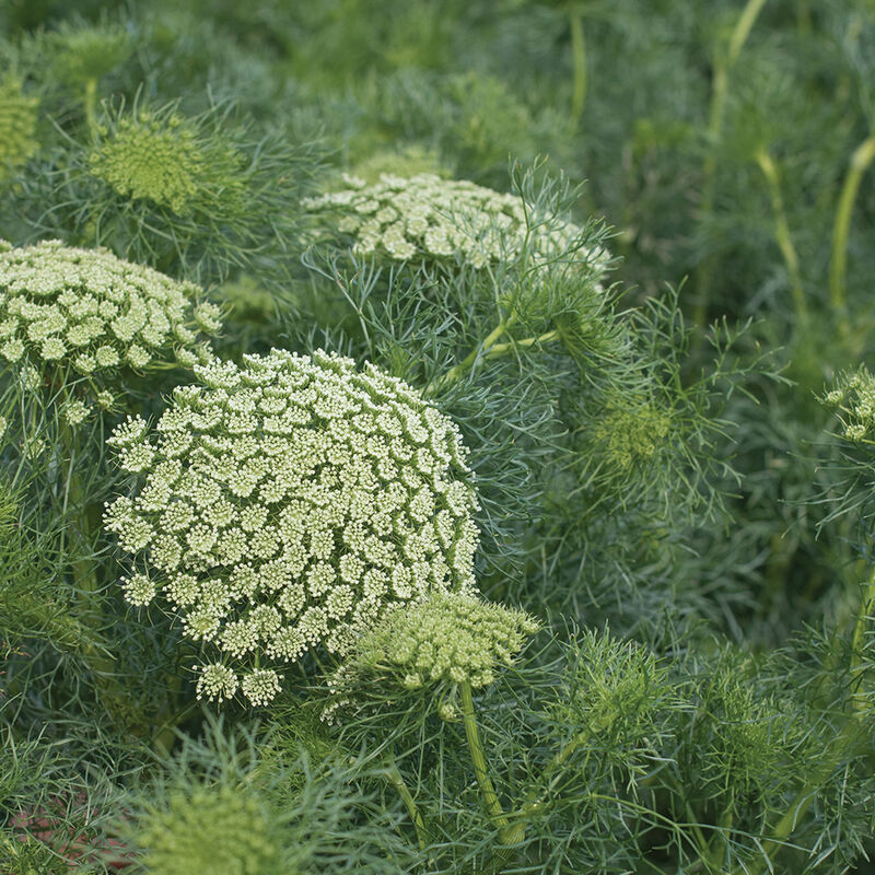 Ammi - Green Mist