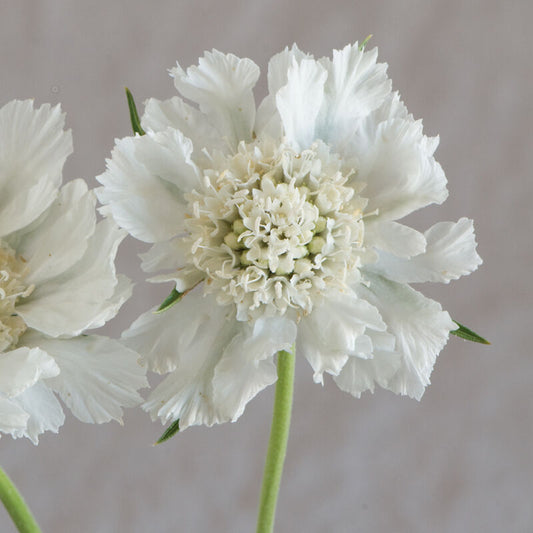 Scabiosa - Fama White