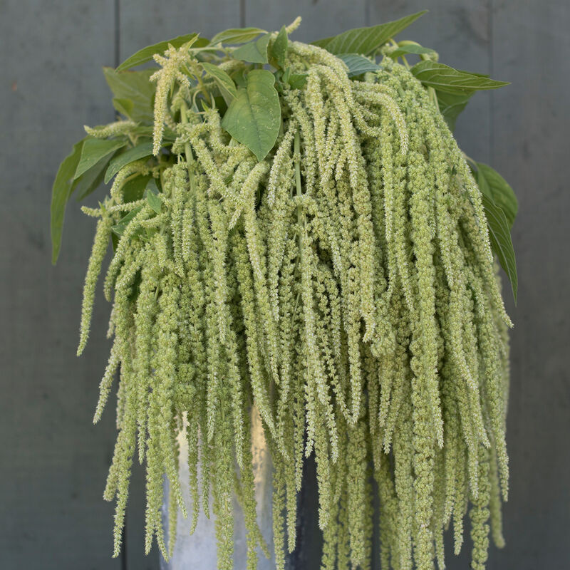 Amaranthus - Emerald Tassels