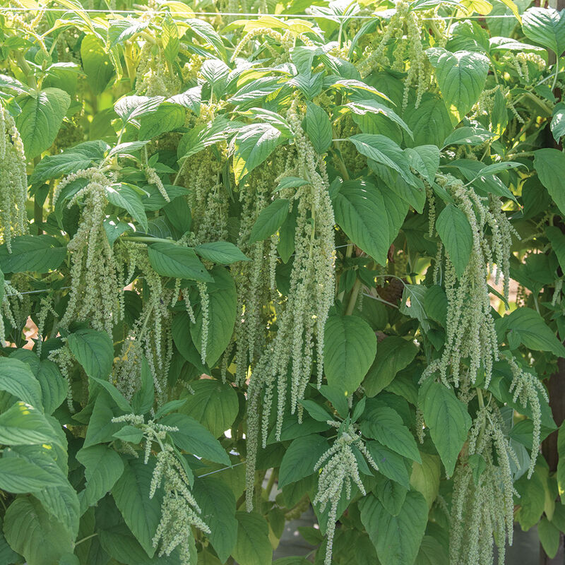 Amaranthus - Emerald Tassels