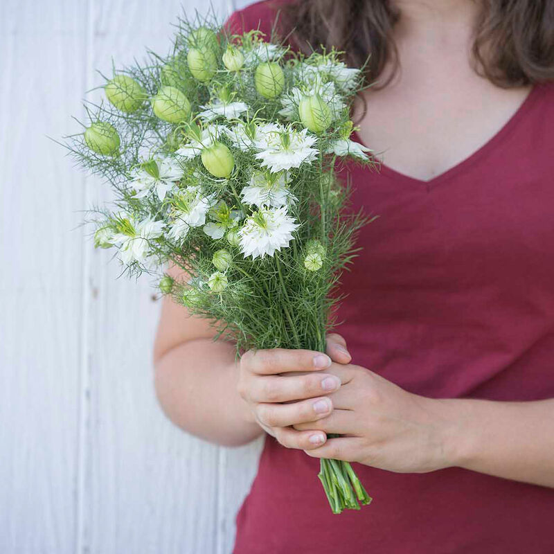 Nigella - Albion Green Pod