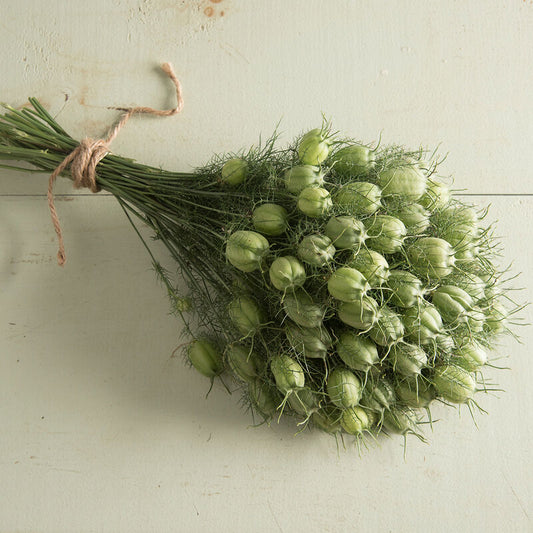 Nigella - Albion Green Pod