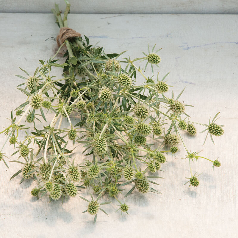 Eryngium - White Glitter