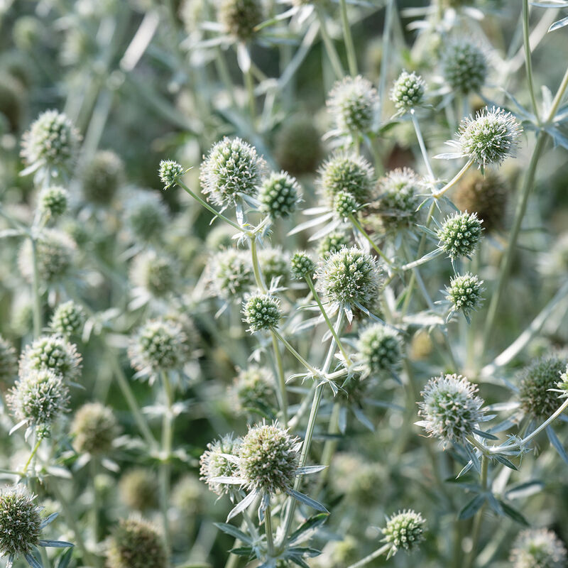 Eryngium - White Glitter