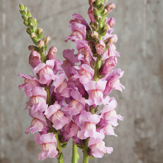 cut flower seed snapdragon potomac lavender
