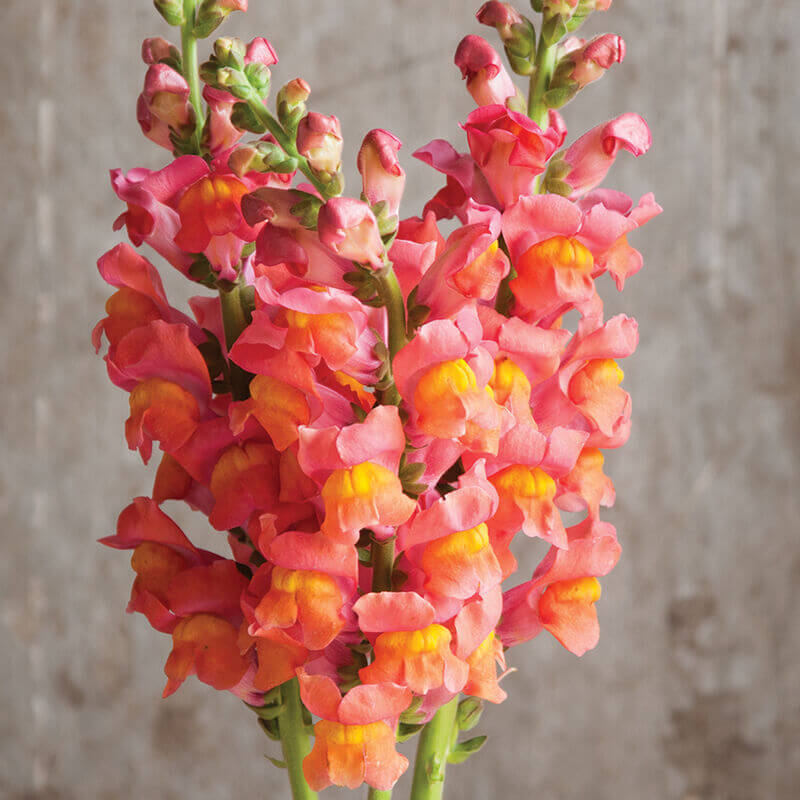 cut flower seed snapdragon potomac orange