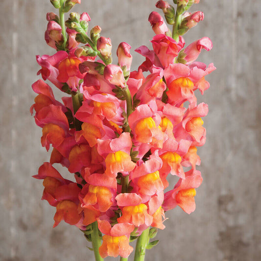 cut flower seed snapdragon potomac orange