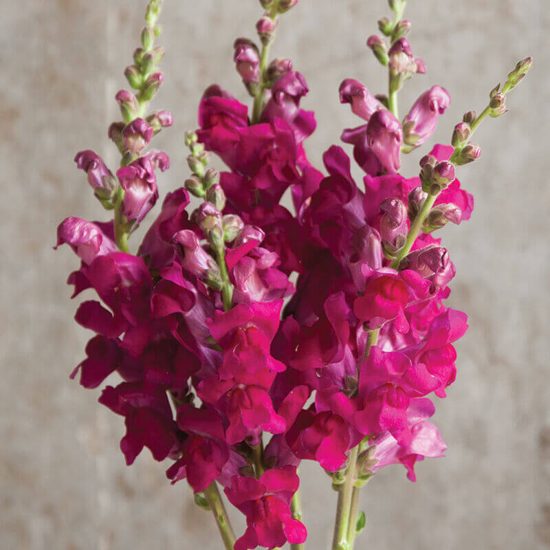 cut flower seed snapdragon potomac royal