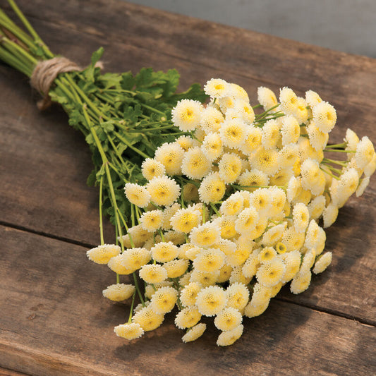 Matricaria - Magic Lime Green