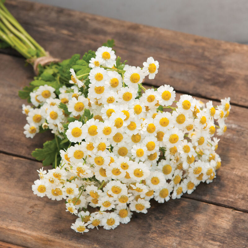 Matricaria Vegmo single cut flower seeds