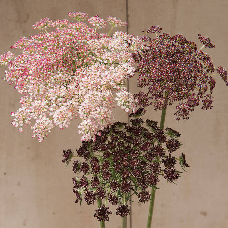 cut flower seed ornamental dara