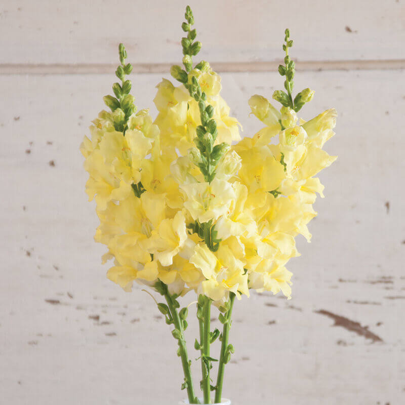 cut flower seed - snapdragon chantilly cream yellow