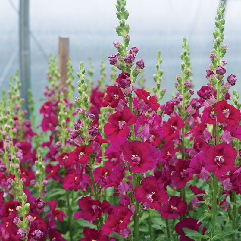 Snapdragon - Chantilly Purple