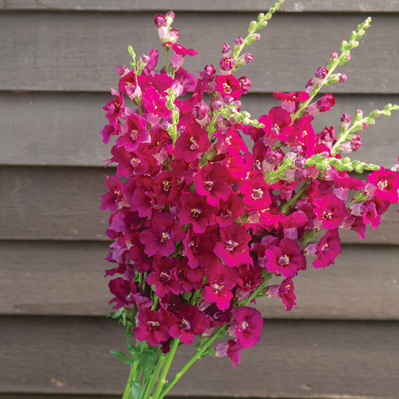 Snapdragon - Chantilly Purple