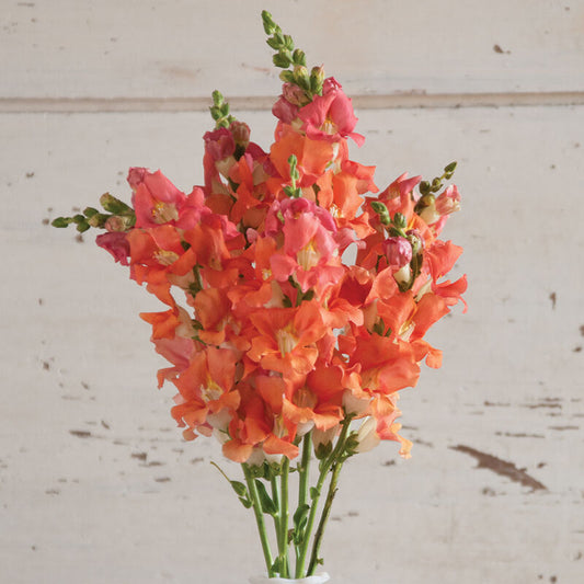 Snapdragon - Chantilly Bronze