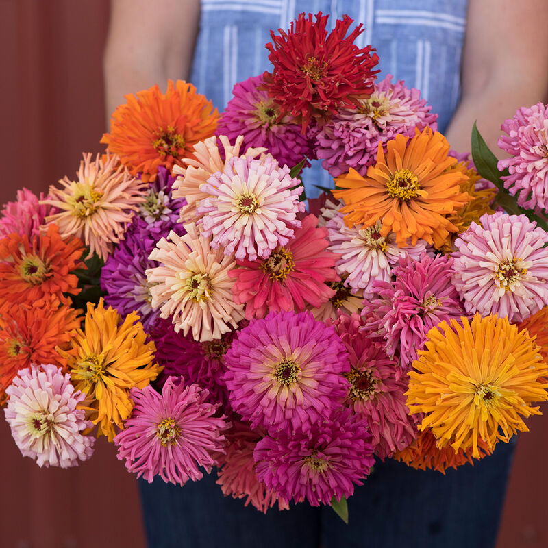 Zinnia - Cactus Flowered Mix