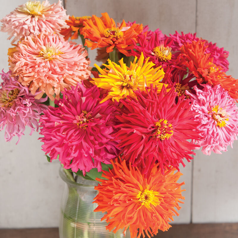 Zinnia - Cactus Flowered Mix