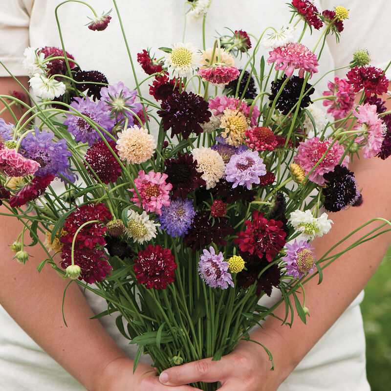 Scabiosa - Pincushion Mix