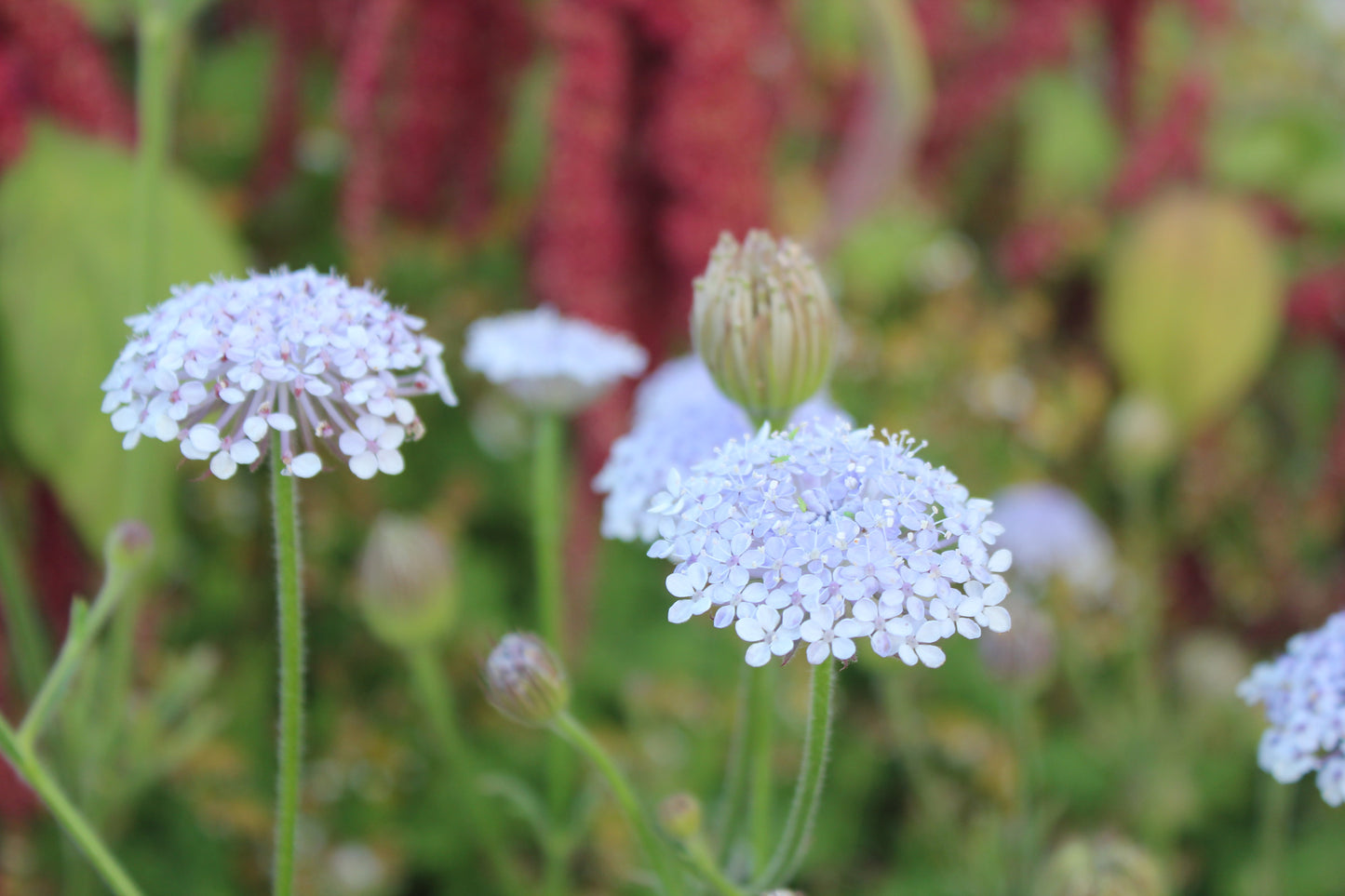 Didiscus - Lacy Lavender Blue