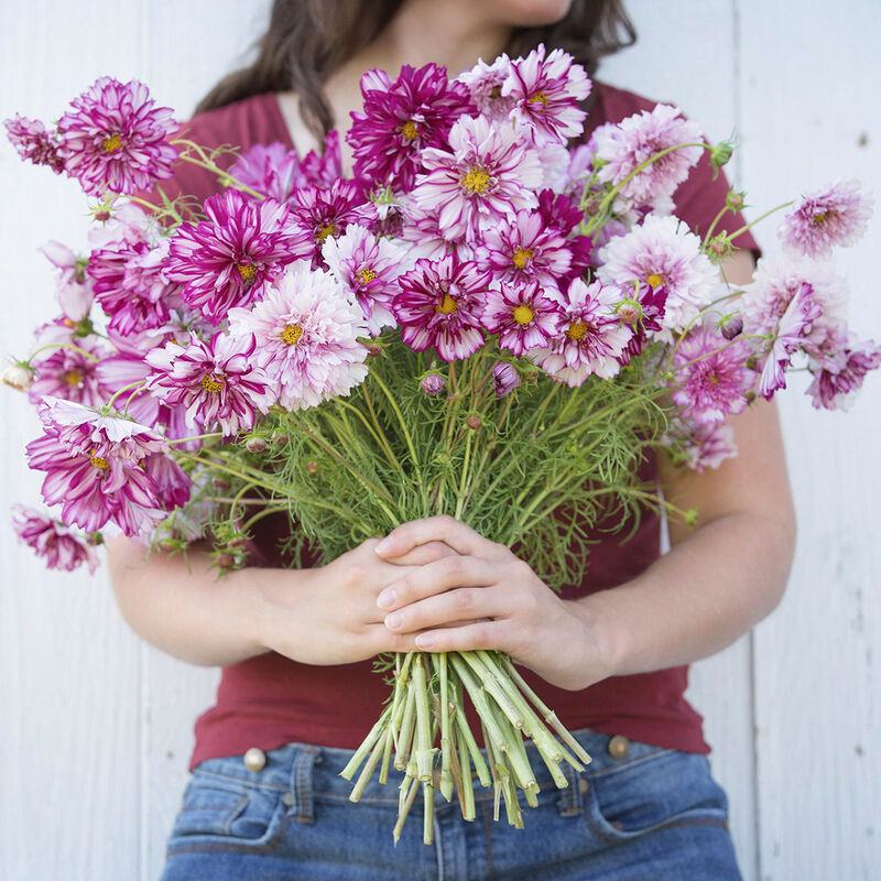 Cosmos - Double Click Bicolour Pink
