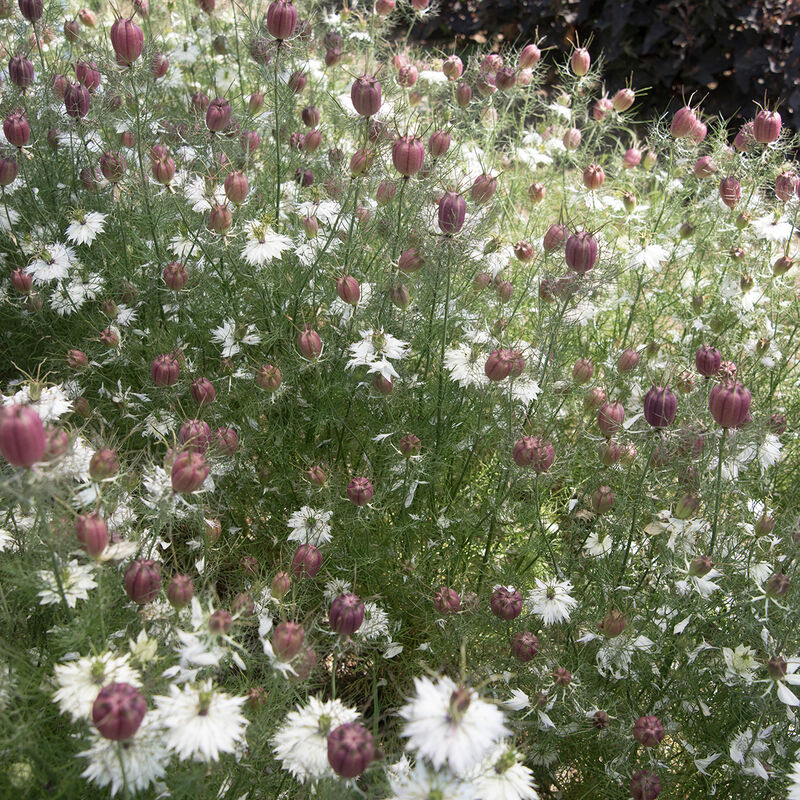 Nigella - Albion Black Pod