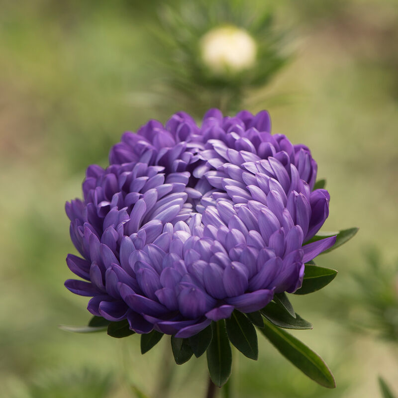 Aster - Tower Blue