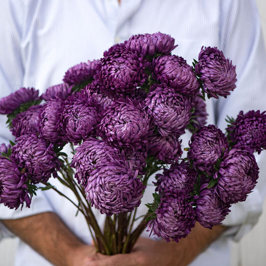 Aster - Tower Violet