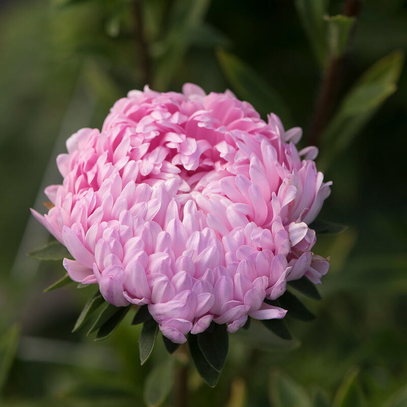 Aster - Tower Salmon