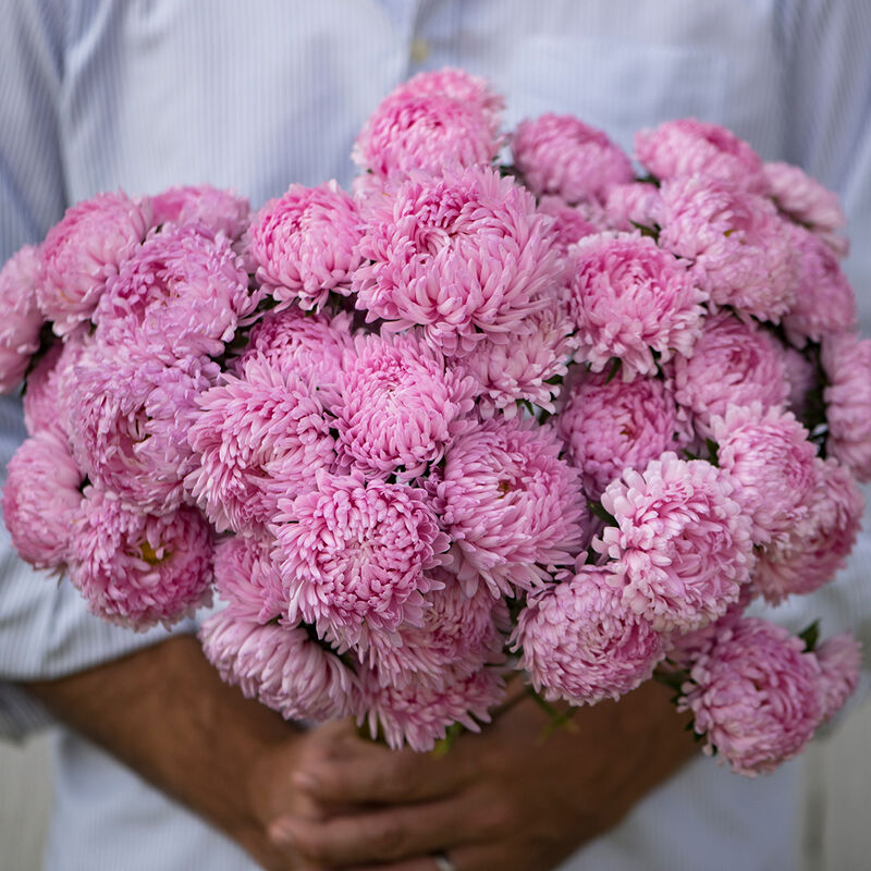 Aster - Tower Salmon