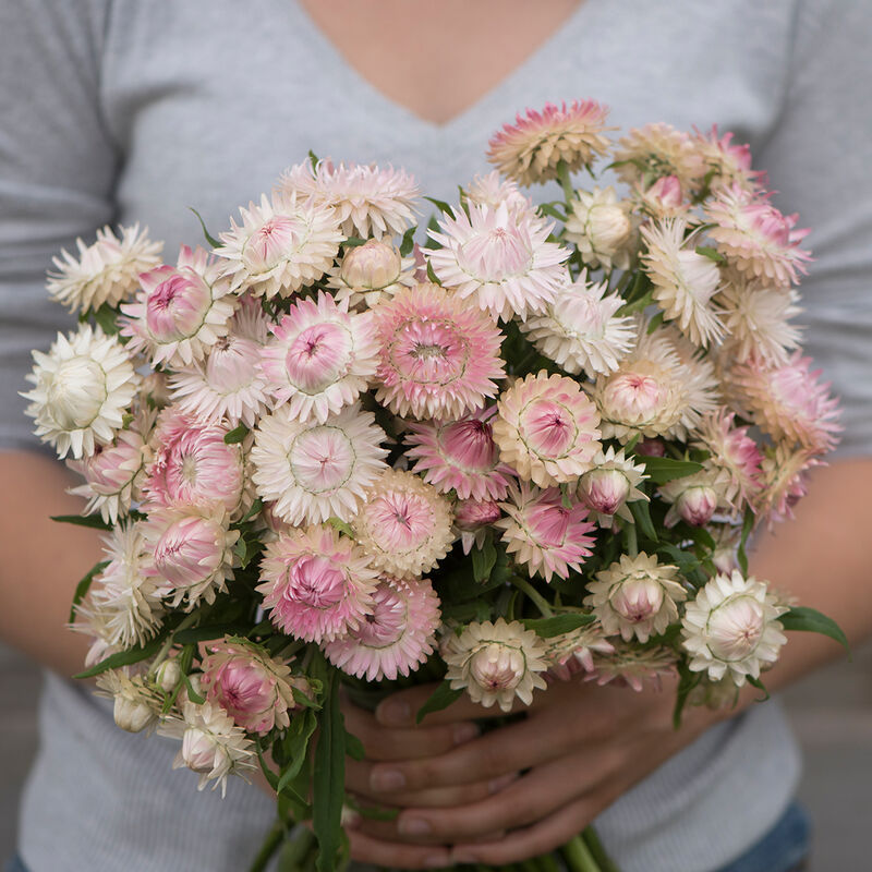 Crawford Road - Dried Flower Mix