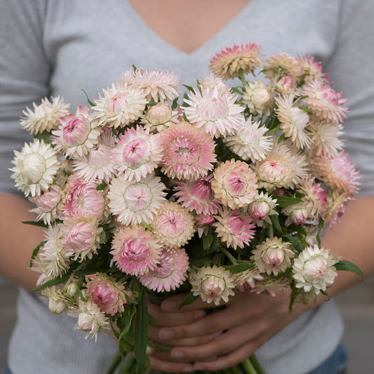 Strawflower - Silvery Rose