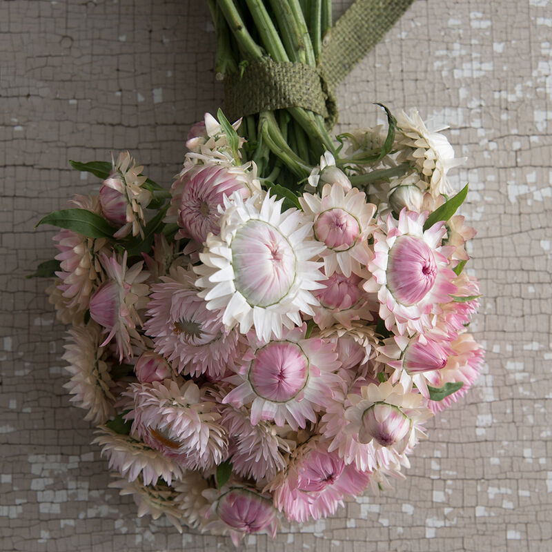 Strawflower - Silvery Rose