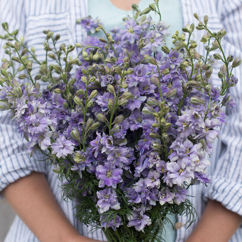 Larkspur - Light Blue