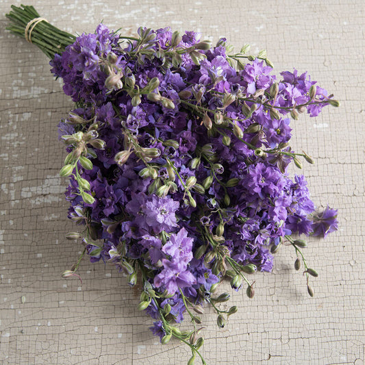 Larkspur - QIS Lilac