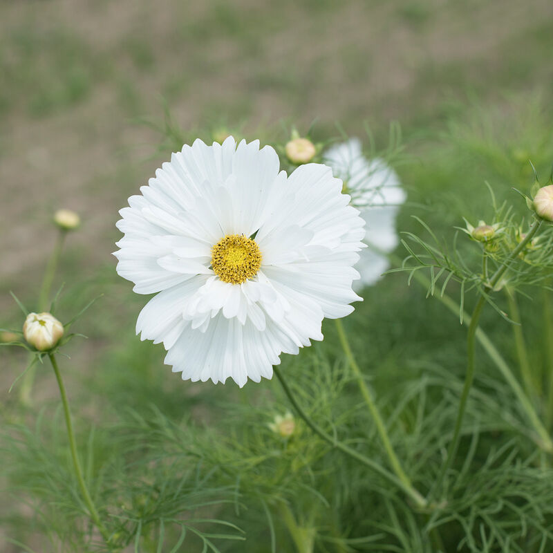 Cosmos - Fizzy White