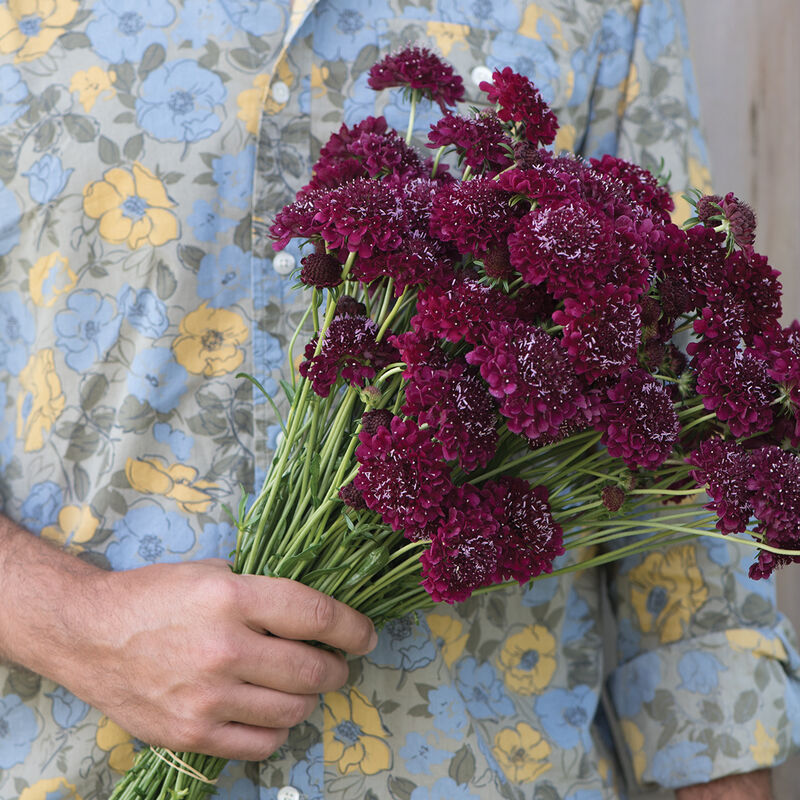 Scabiosa - Merlot Red