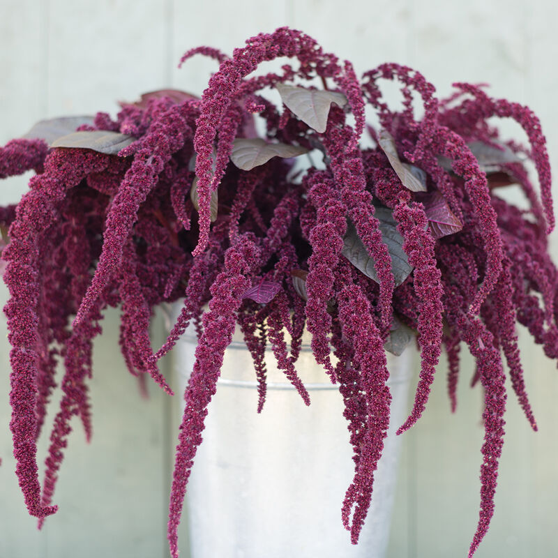 Amaranthus - Hopi Red Dye