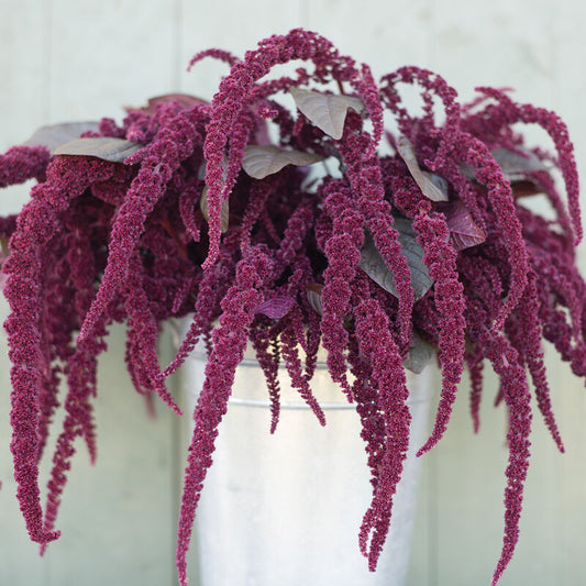 Amaranthus - Hopi Red Dye