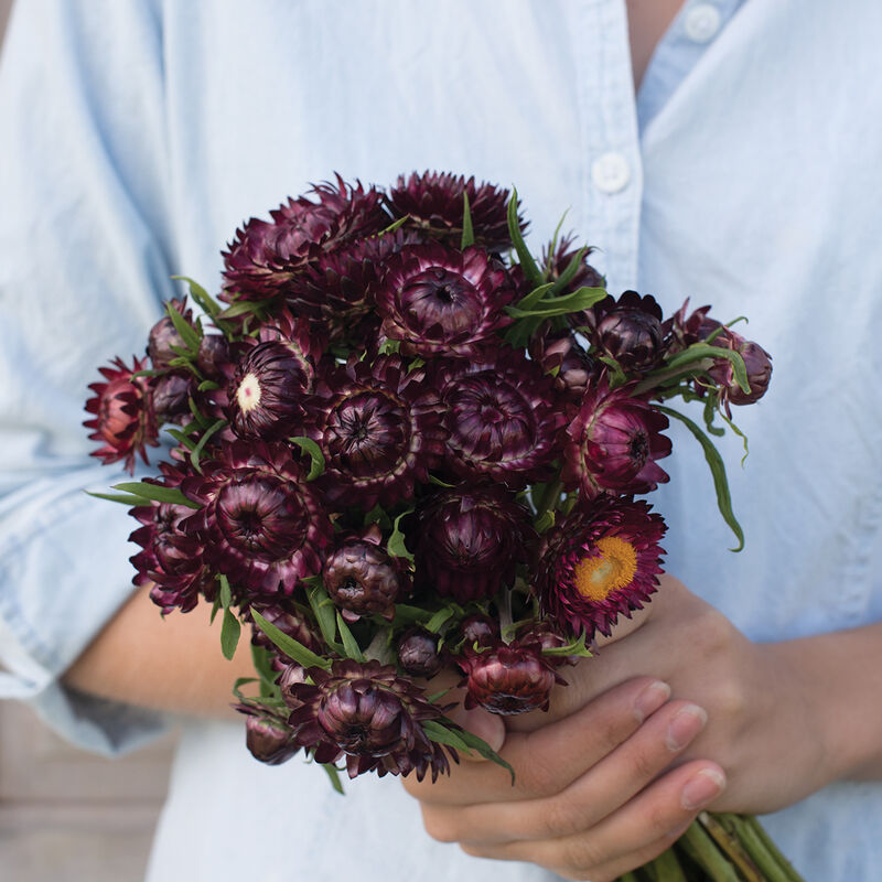 Strawflower - Purple Red