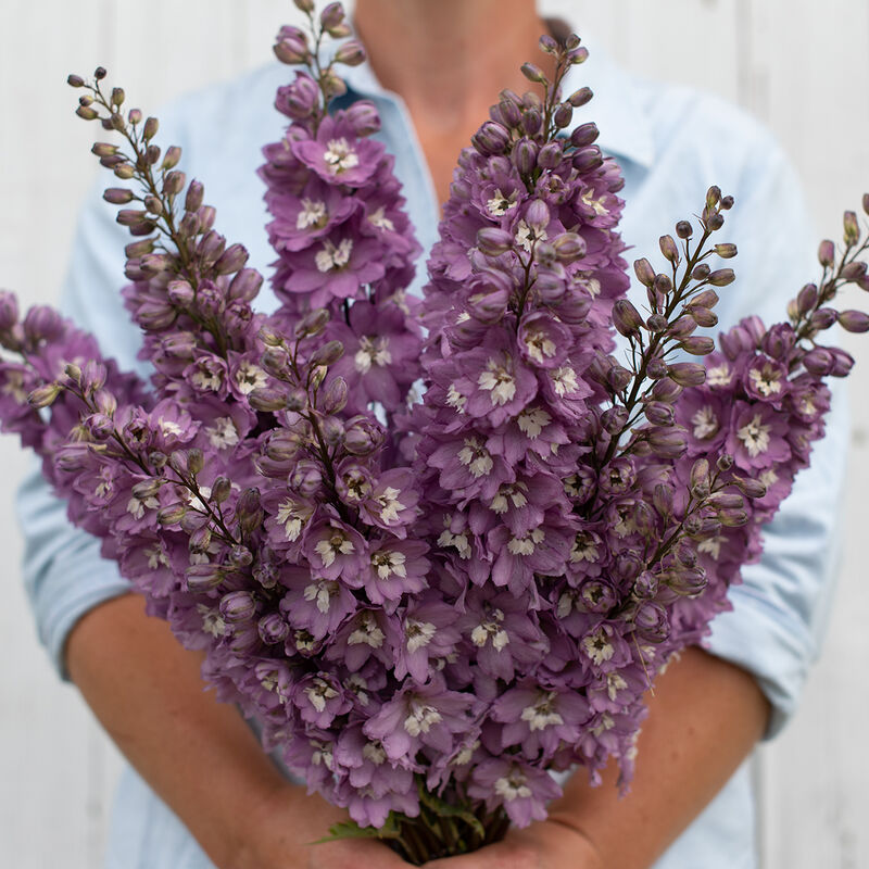Delphinium - Lilac Pink White Bee