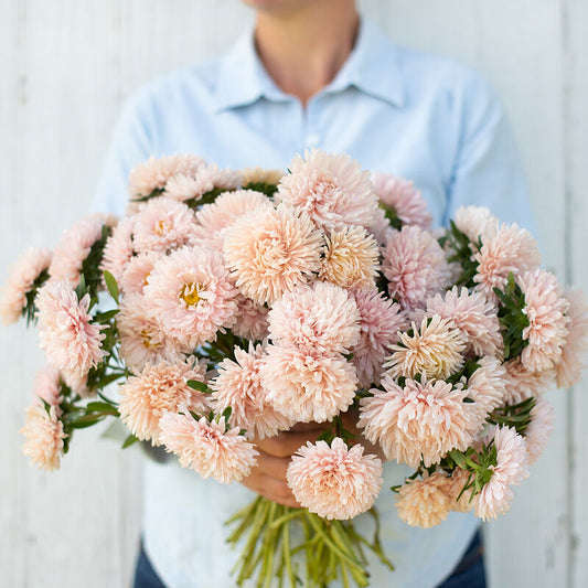 Aster - King Sized Apricot