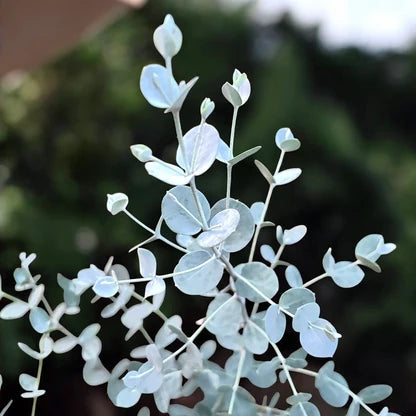 Eucalyptus Gunnii - Blue Ice